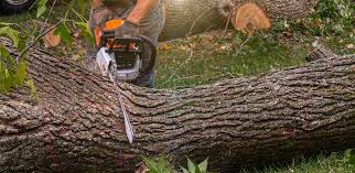 Tree and Shrub Care in Riverwoods, IL