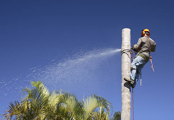 Best Palm Tree Trimming  in Riverwoods, IL