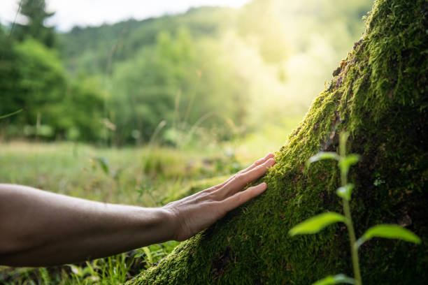 How Our Tree Care Process Works  in  Riverwoods, IL