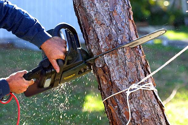 Best Tree Trimming and Pruning  in Riverwoods, IL