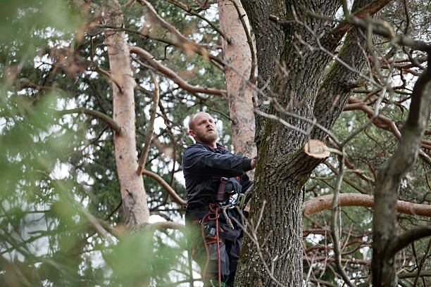 Best Tree and Shrub Care  in Riverwoods, IL