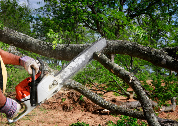 Best Stump Grinding and Removal  in Riverwoods, IL