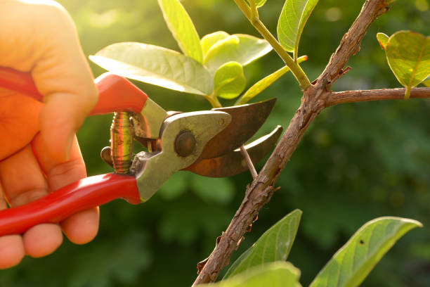 Best Storm Damage Tree Cleanup  in Riverwoods, IL